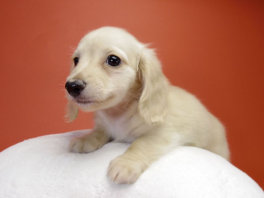 カニンヘン サリーTi & クッキーの赤ちゃん ピュアクリーム 男の子②