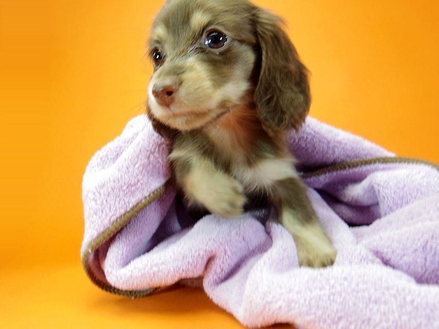 ダックスフンド ハッピーベル & 武蔵の子犬 チョコクリーム 女の子