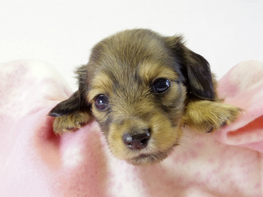 カニヘンダックス 子犬 シェーデットクリーム 女の子 カニヘンダックス 子犬 シェーデットクリーム 女の子