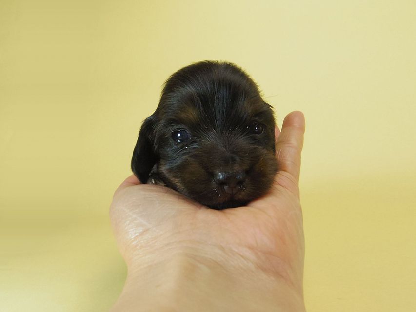 ダックスフンド ソルト & MONKEY D. LUFFYの子犬 ブラックタン 男の子