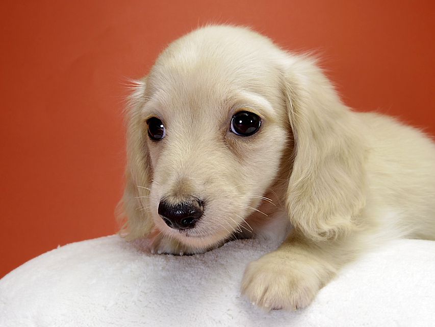 カニンヘン サリーTi & クッキーの赤ちゃん ピュアクリーム 男の子②