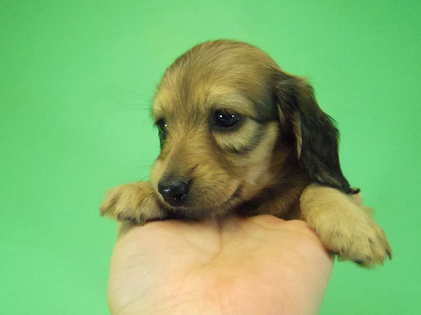 ダックスフンド アンジュ & ジムダンディーの子犬 シェーデットクリーム 女の子②