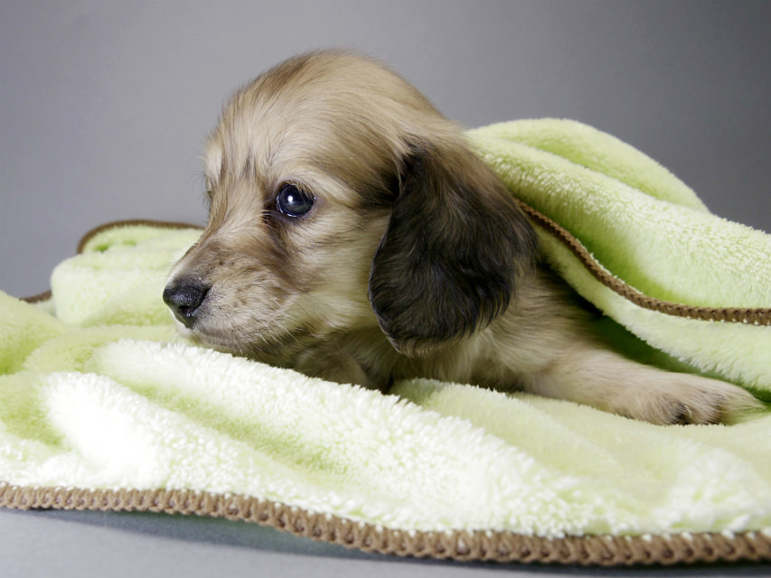 カニンヘン ダックスフンド 子犬 シェーデットクリーム 男の子 カニンヘン ダックスフンド 子犬 シェーデットクリーム 男の子