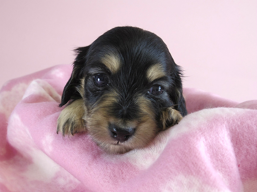 カニヘン　子犬　ブラクリ　女の子
