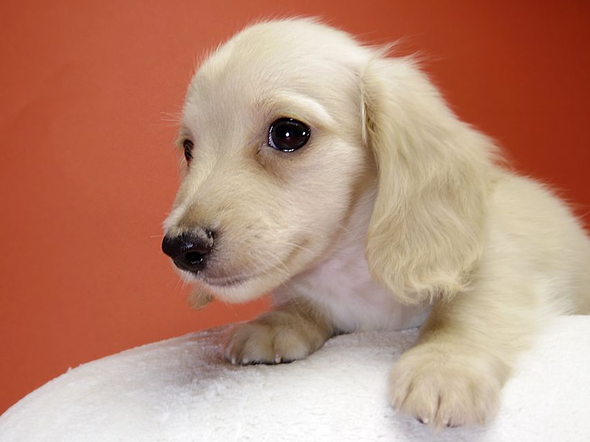 カニンヘン サリーTi & クッキーの赤ちゃん ピュアクリーム 男の子②