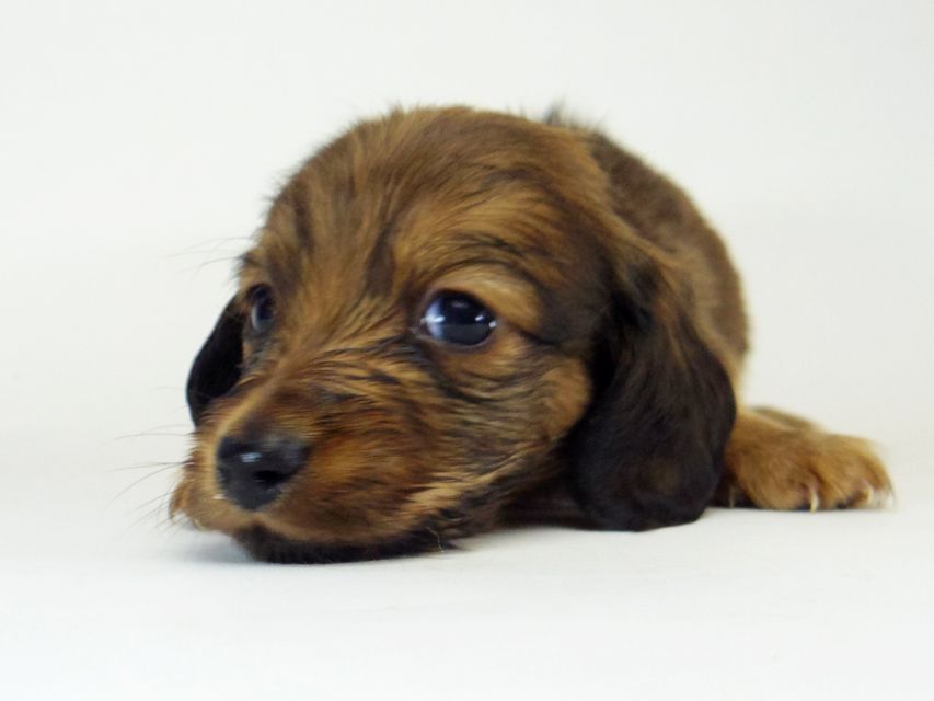 ダックスフンド ソルト & MONKEY D. LUFFYのの子犬 シェーデットレッド 男の子