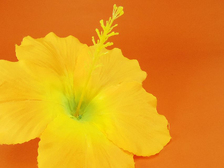 ダックスフンド グリム & オスカルの子犬 シェーデットクリーム 男の子218 ダックスフンド グリム & オスカルの子犬 シェーデットクリーム 男の子