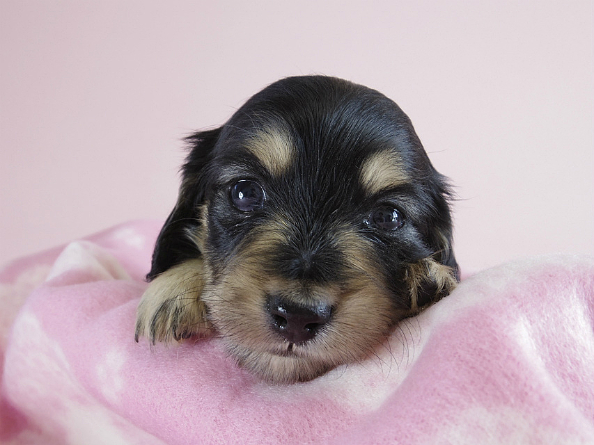 カニヘン　子犬　ブラクリ　女の子