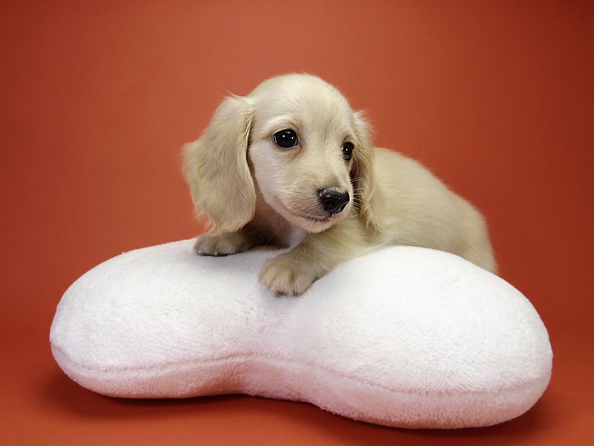 カニンヘン サリーTi & クッキーの赤ちゃん ピュアクリーム 男の子②