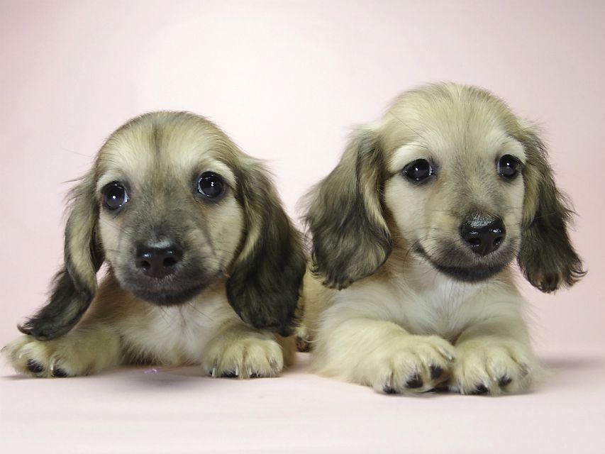 カニンヘン ダックスフンド シェーデットクリーム 男の子達