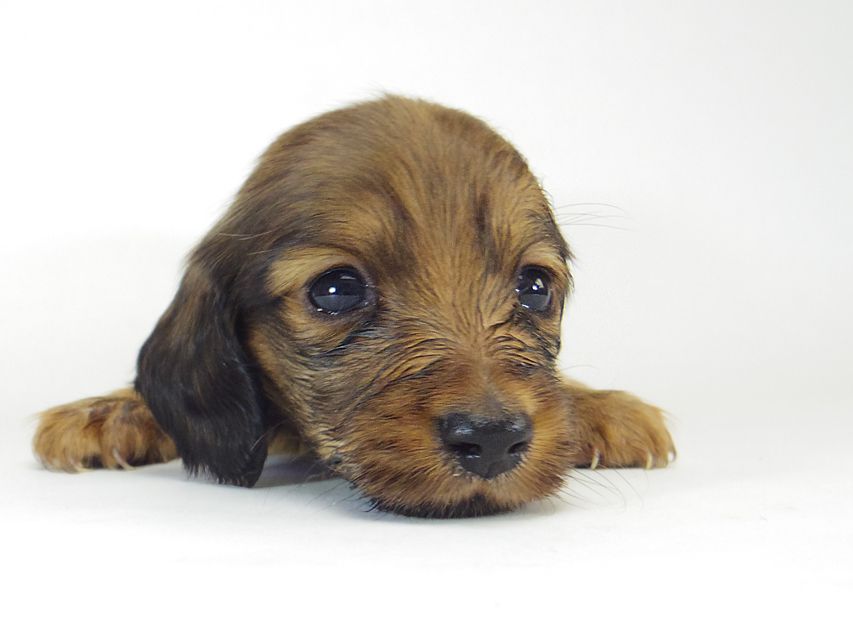 ダックスフンド ソルト & MONKEY D. LUFFYのの子犬 シェーデットレッド 男の子