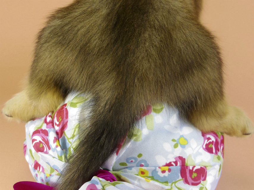 カニンヘンダックス　子犬　シェーデットクリーム男の子