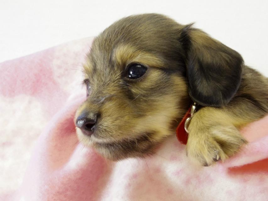 カニヘンダックス 子犬 シェーデットクリーム 女の子 カニヘンダックス 子犬 シェーデットクリーム 女の子