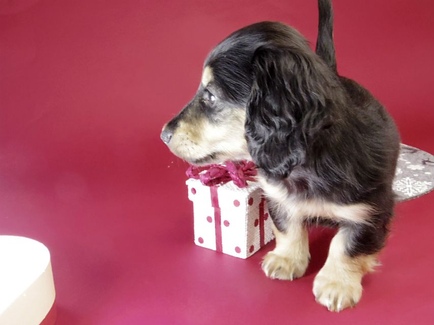 カニンヘン ダックスフンド ブラック＆クリーム男の子