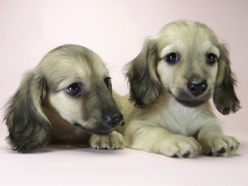 カニンヘン ダックスフンド シェーデットクリーム 男の子達