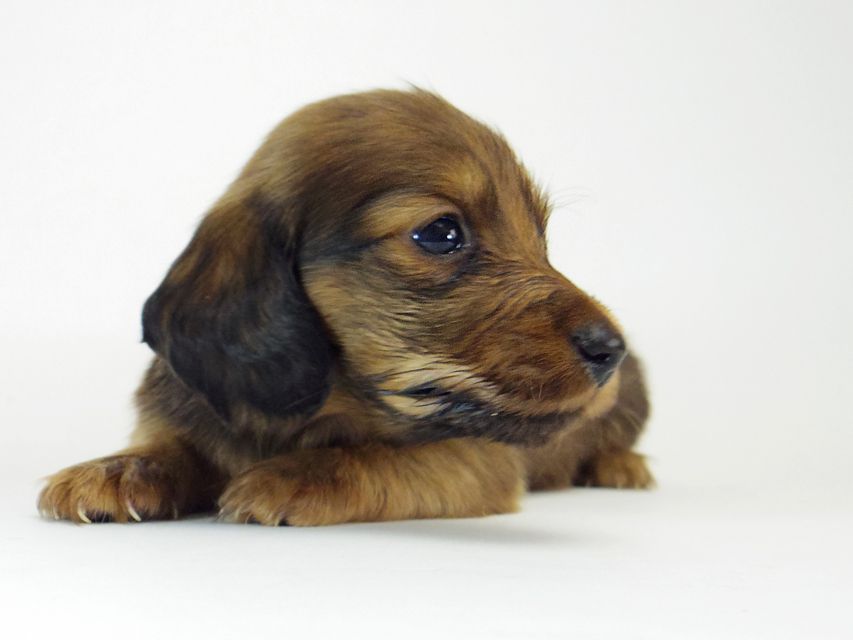 ダックスフンド ソルト & MONKEY D. LUFFYのの子犬 シェーデットレッド 男の子