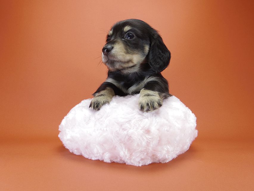 カニンヘン ダックスフンド 月子の赤ちゃん ブラック＆クリーム 女の子①