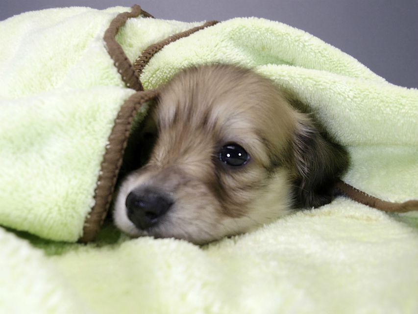 カニンヘン ダックスフンド 子犬 シェーデットクリーム 男の子 カニンヘン ダックスフンド 子犬 シェーデットクリーム 男の子