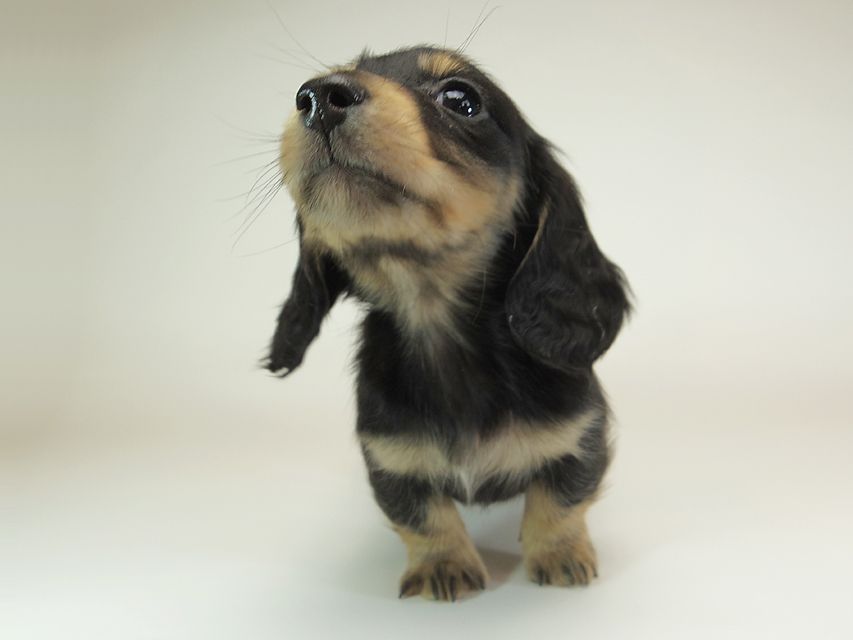 ダックスフンド カニンヘン 月子 & ジャンの子犬 ブラッククリーム 男の子②