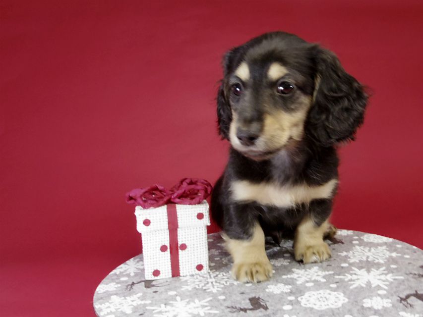 カニンヘン ダックスフンド ブラック＆クリーム男の子