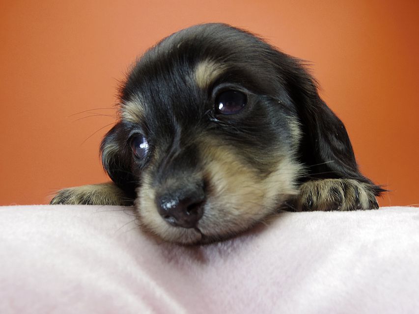 カニンヘン ダックスフンド 月子の赤ちゃん ブラック＆クリーム 女の子①