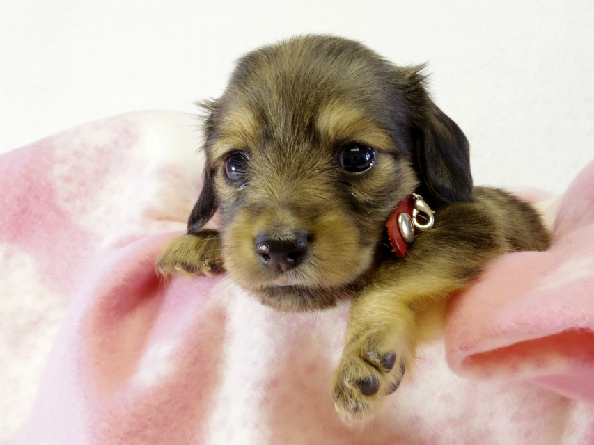 カニヘンダックス 子犬 シェーデットクリーム 女の子 カニヘンダックス 子犬 シェーデットクリーム 女の子