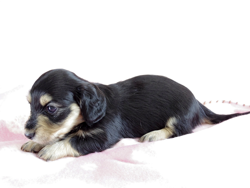 カニヘン　子犬　ブラクリ　女の子