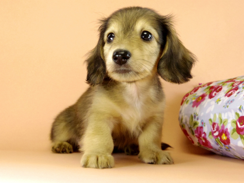 カニンヘンダックス　子犬　シェーデットクリーム男の子