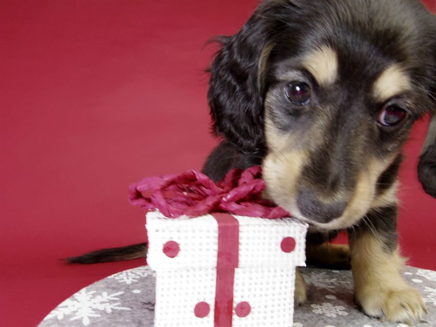 カニンヘン ダックスフンド ブラック＆クリーム男の子