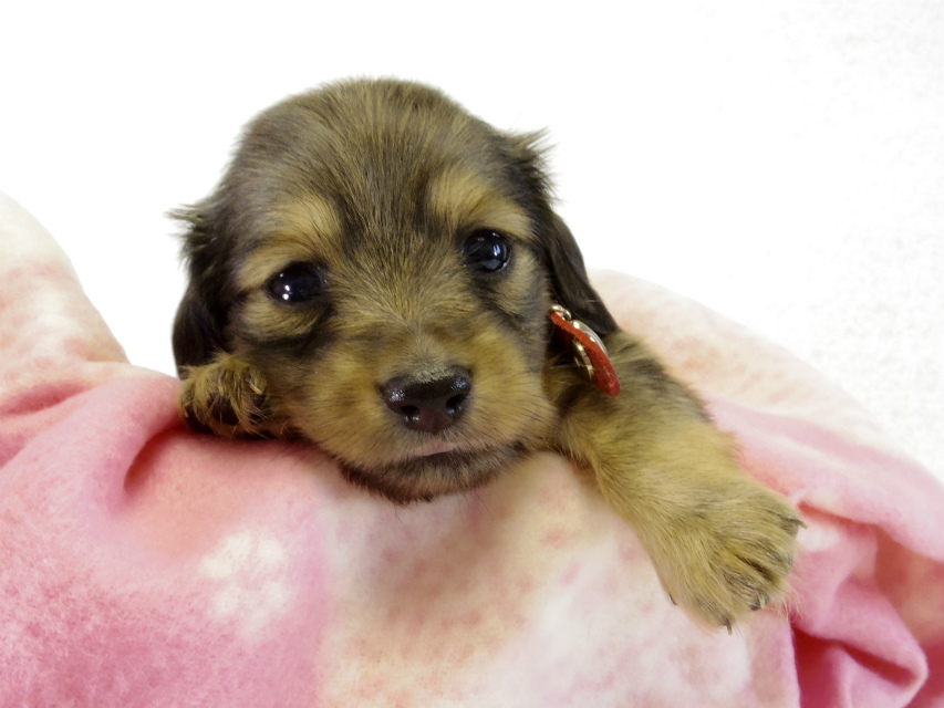 カニヘンダックス 子犬 シェーデットクリーム 女の子 カニヘンダックス 子犬 シェーデットクリーム 女の子