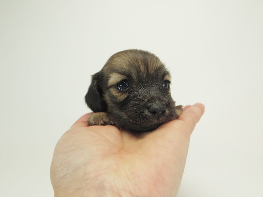 ダックスフンド カニンヘン シャーロット.cs & ジムダンディの子犬 シェーデットクリーム 男の子 お写真初登場20 ダックスフンド カニンヘン シャーロット.cs & ジムダンディの子犬 シェーデットクリーム 男の子 お写真初登場