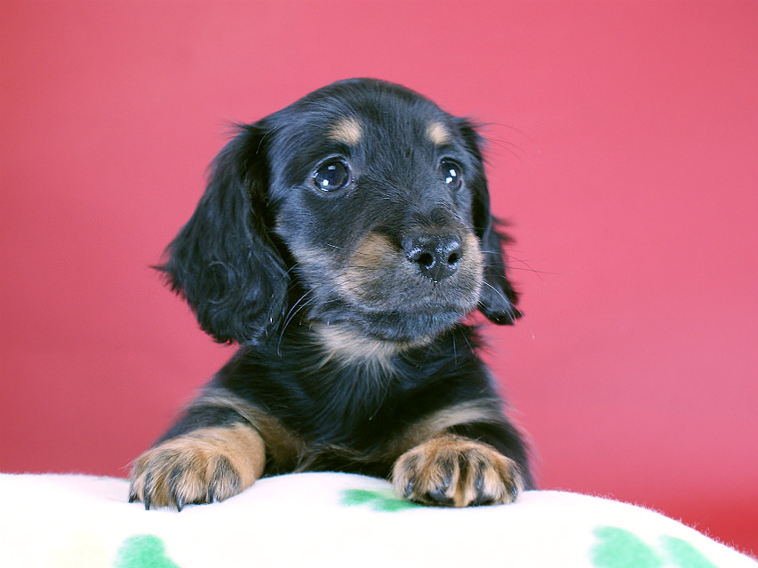 カニヘン　子犬　ブラタン女の子