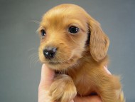 小梅の子　ゴールド女の子　オーナー様募集中です♪