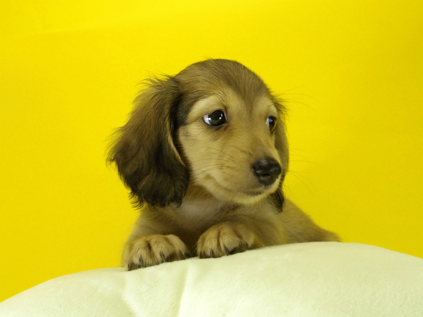 カニヘンダックス 子犬 シェーデットクリーム男の子 カニヘンダックス 子犬 シェーデットクリーム男の子