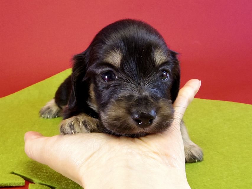 カニンヘンダックス　子犬　ブラッククリーム男の子