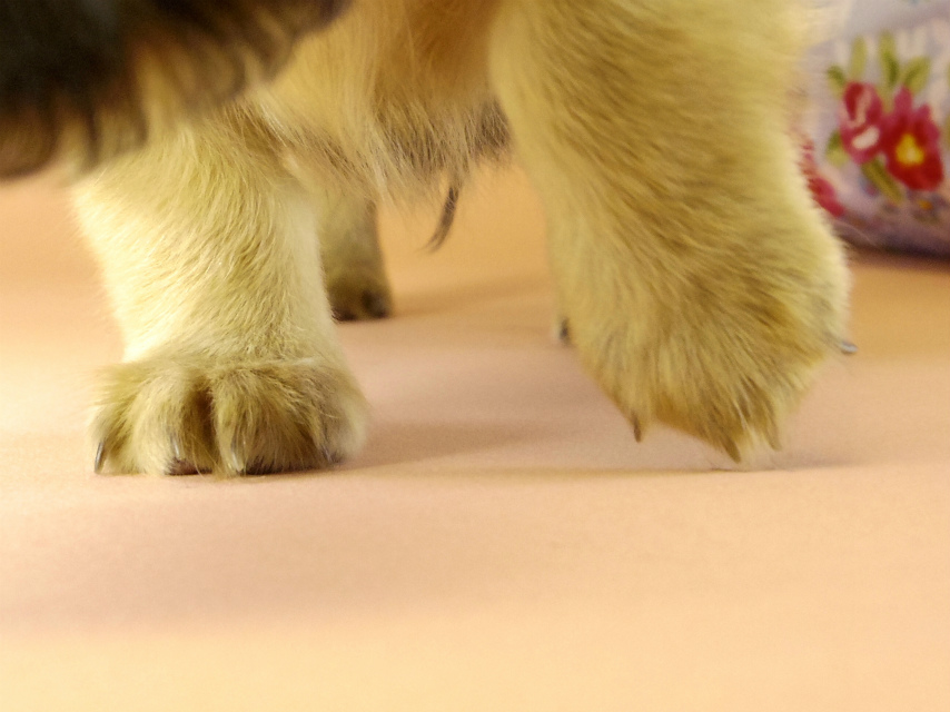 カニンヘンダックス　子犬　シェーデットクリーム男の子