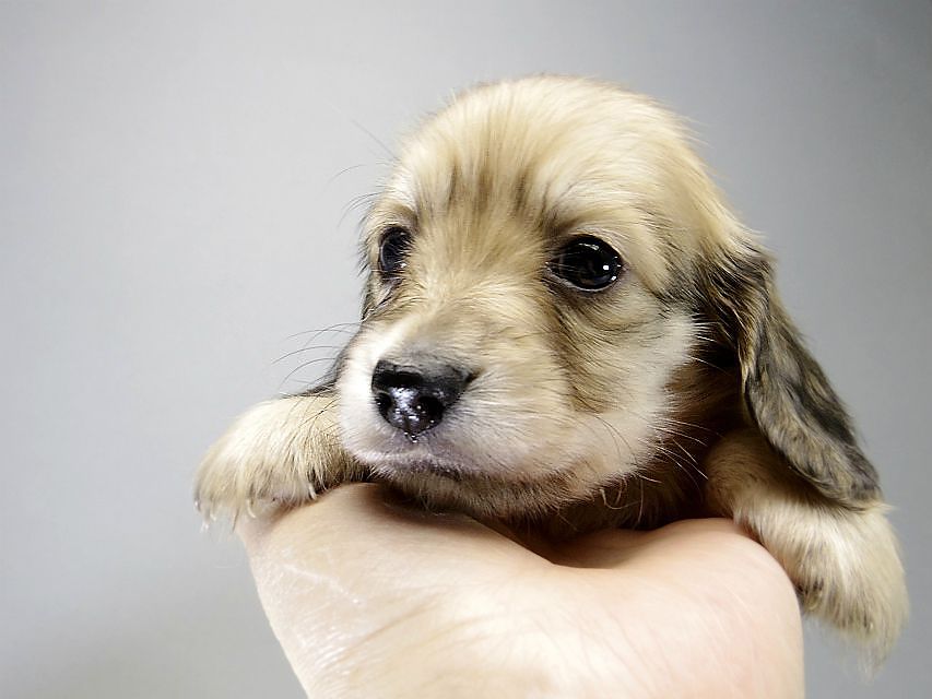 カニンヘン ダックスフンド 子犬 シェーデットクリーム 男の子 カニンヘン ダックスフンド 子犬 シェーデットクリーム 男の子