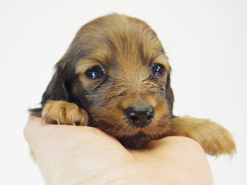 ダックスフンド ソルト & MONKEY D. LUFFYのの子犬 シェーデットレッド 男の子