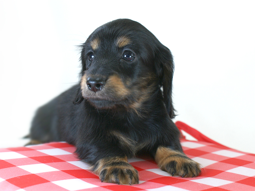 カニヘン 子犬 ブラタン女の子 カニヘン 子犬 ブラタン女の子