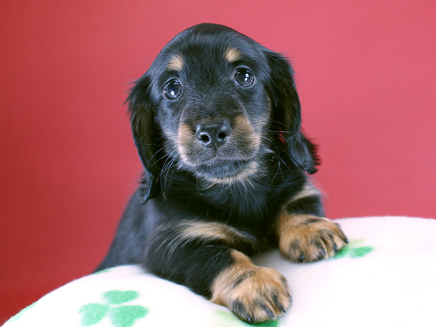 カニヘン　子犬　ブラタン女の子