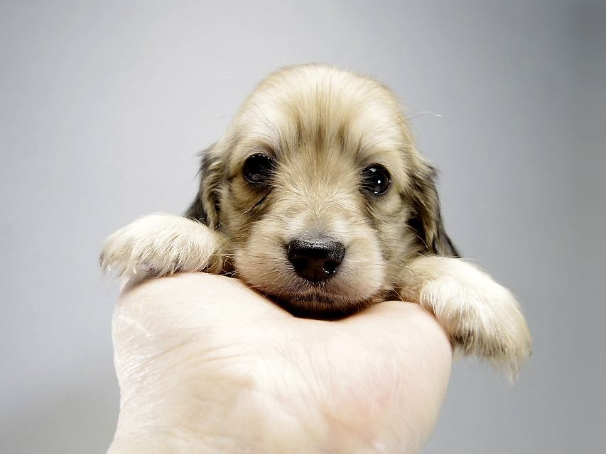 カニンヘン ダックスフンド 子犬 シェーデットクリーム 男の子 カニンヘン ダックスフンド 子犬 シェーデットクリーム 男の子