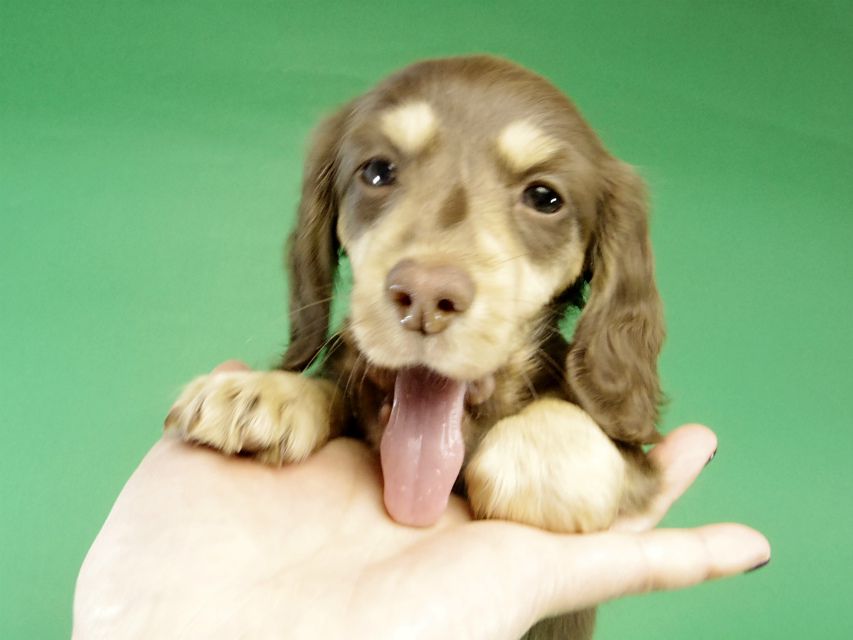 カニンヘン ダックス チョコ＆クリーム女の子