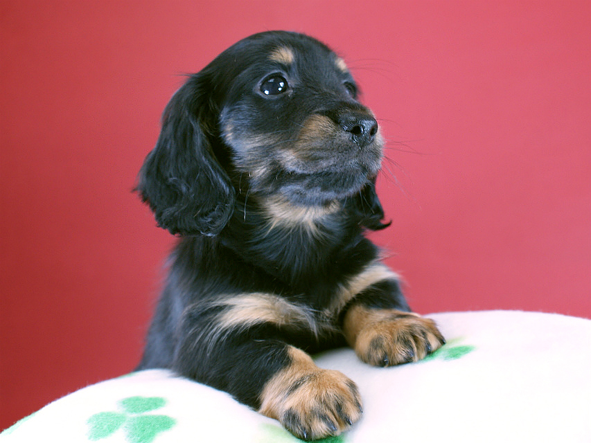 カニヘン　子犬　ブラタン女の子