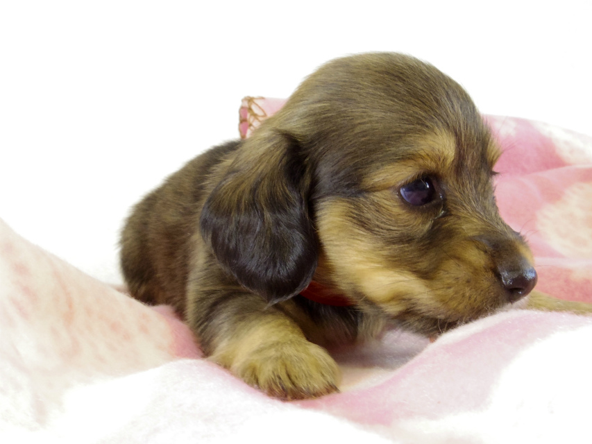 カニヘンダックス 子犬 シェーデットクリーム 女の子 カニヘンダックス 子犬 シェーデットクリーム 女の子