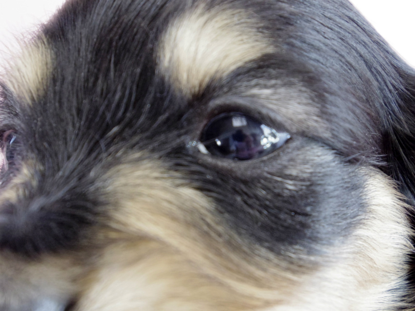 カニヘン　子犬　ブラクリ　女の子