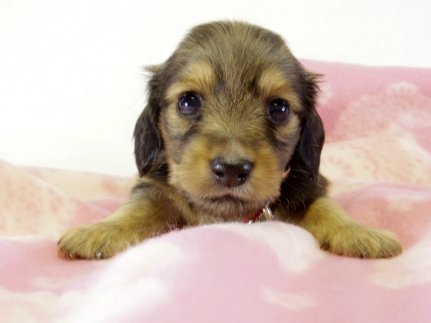 カニヘンダックス 子犬 シェーデットクリーム 女の子 カニヘンダックス 子犬 シェーデットクリーム 女の子