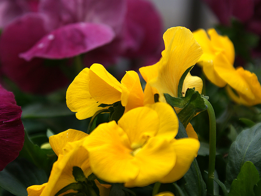 カニヘン　子犬　ブラタン女の子