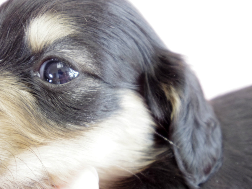 カニヘン　子犬　ブラクリ　女の子