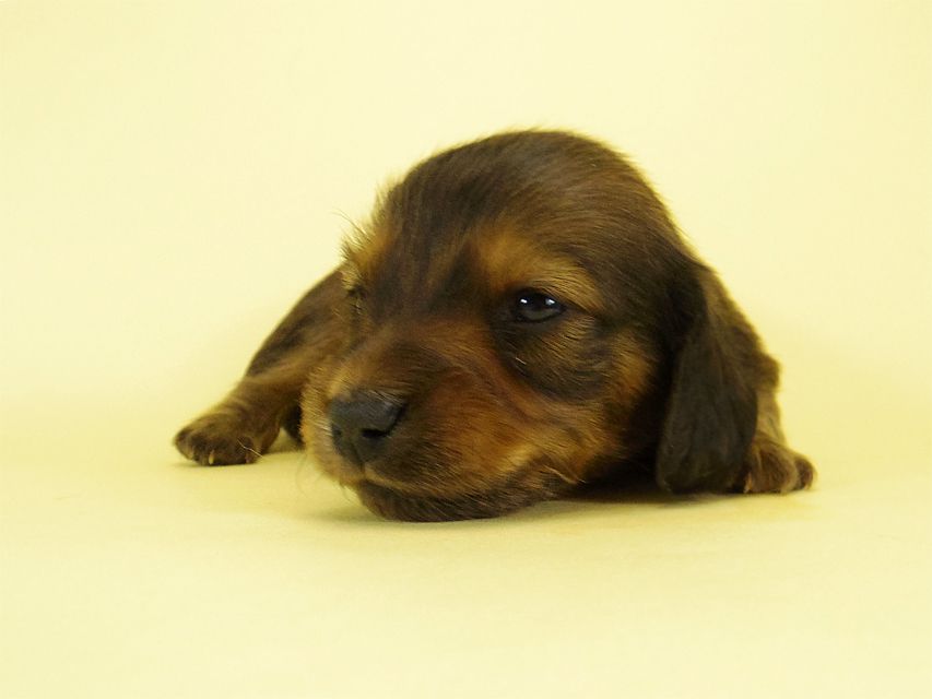 ダックスフンド カニンヘン キュリ & ミントの子犬 シェーデットレッド 女の子② お写真初登場