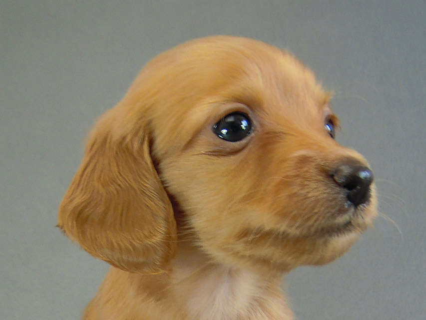 カニヘン　子犬　ゴールド女の子